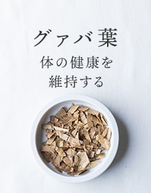 グァバ葉：体の健康を維持する