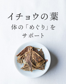 イチョウの葉：体の「めぐり」をサポート