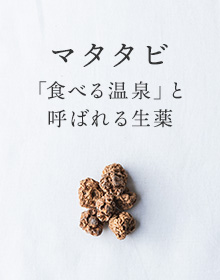 マタタビ：「食べる温泉」と呼ばれる生薬