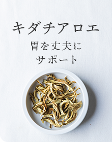 キダチアロエ：胃を丈夫にサポート